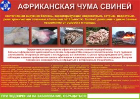 Профилактика заноса заболевания в свиноводческие хозяйства и индивидуальные подворья