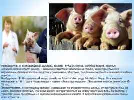 Репродуктивно-респираторный синдром свиней 
