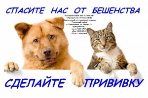 Бесплатная вакцинация животных от бешенства