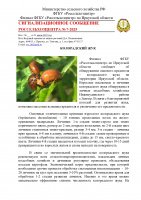 Колорадский жук