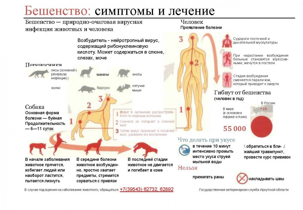 Бешенство: симптомы и лечение