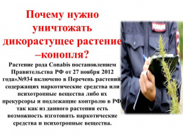 Почему нужно уничтожать дикорастущее растение - конопля?  