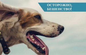 Об эпидемической ситуации по бешенству