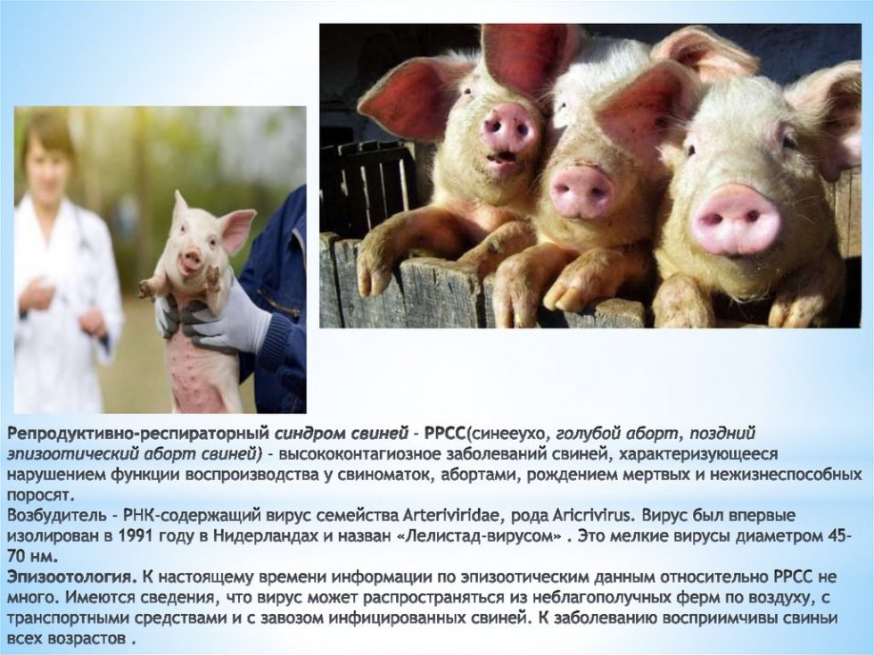 Репродуктивно-респираторный синдром свиней 